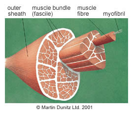 anatomy of muscle